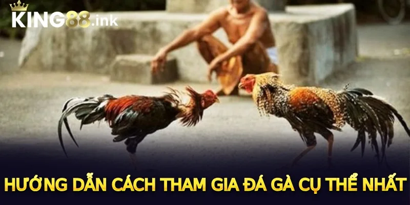 Hướng dẫn cách tham gia đá gà cụ thể nhất