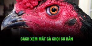 Cách xem mắt gà chọi chuẩn