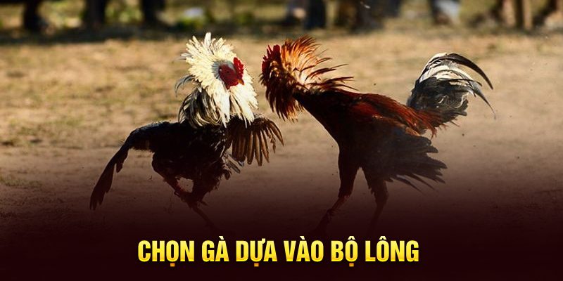 Chọn gà dựa vào bộ lông