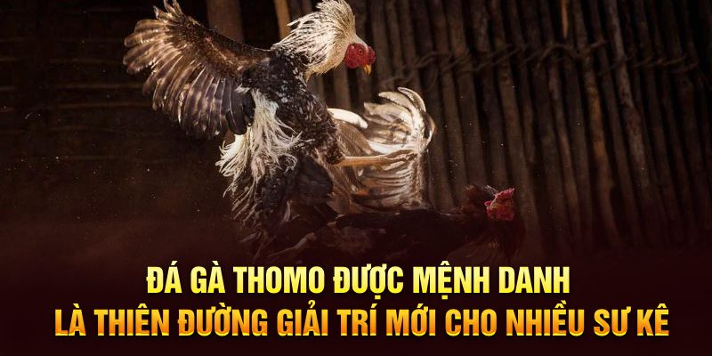 Đá gà Thomo được mệnh danh là thiên đường giải trí mới cho nhiều sư kê
