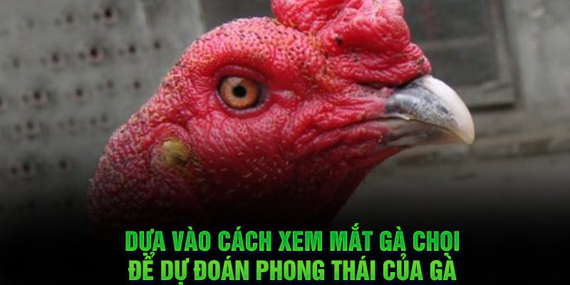 Dựa vào cách xem mắt gà chọi để dự đoán phong thái của gà 
