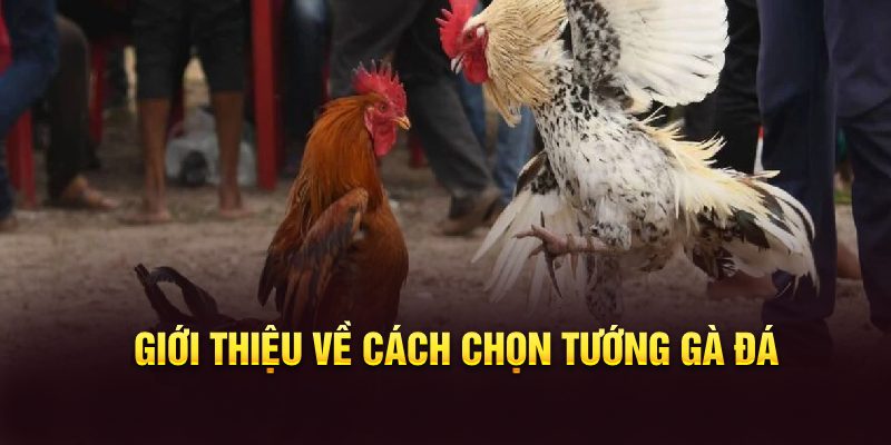 Giới thiệu về cách chọn tướng gà đá