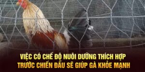 cách nuôi gà đá bo tốt