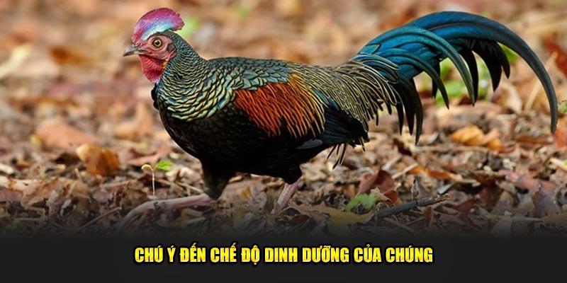 Chu-y-den-che-do-dinh-duong-cua-chung