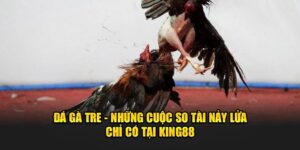 da-ga-tre-nhung-cuoc-so-tai-nay-lua-chi-co-tai-king88