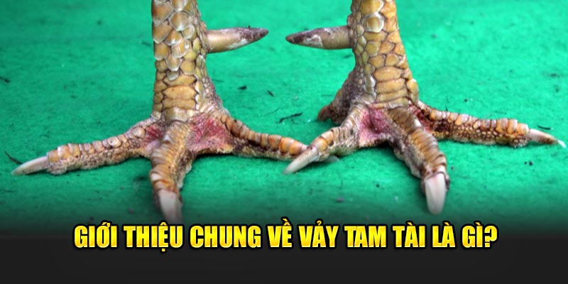 gioi-thieu-chung-ve-vay-tam-tai-la-gi