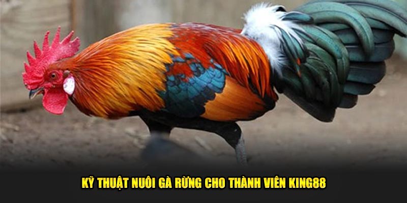 Ky-thuat-nuoi-ga-rung-cho-thanh-vien-King88